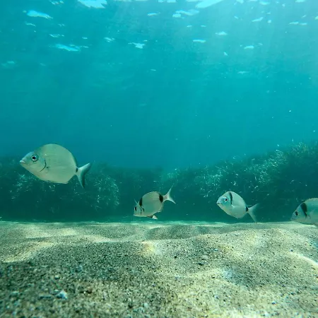 Apartamento Berenice - Isola D'elba *