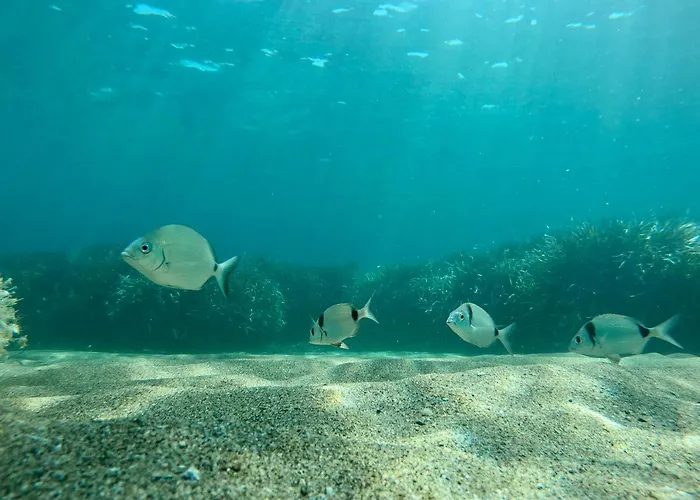 Daire Berenice - Isola D'elba *